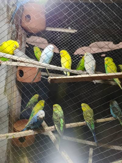 Australian parrot