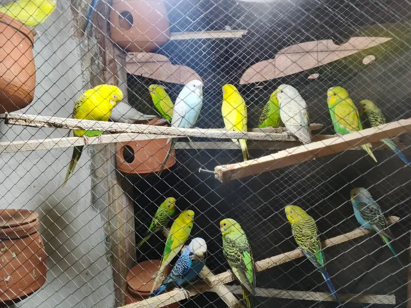 Australian parrot — photo 2