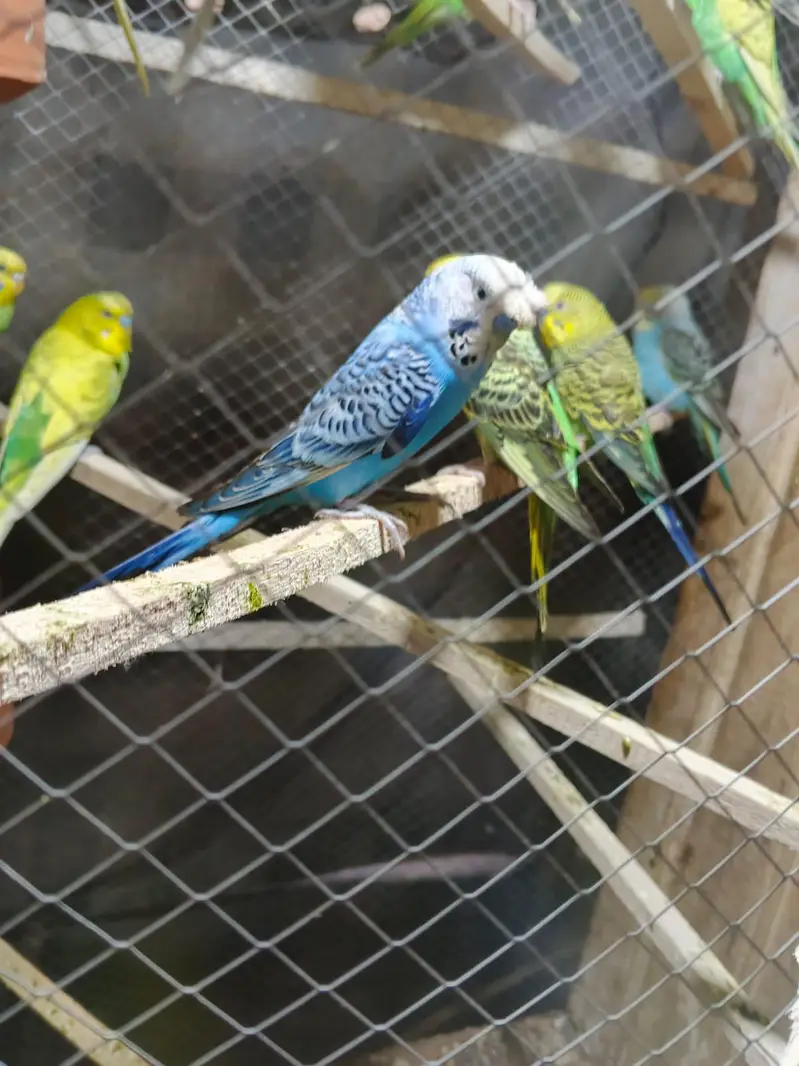 Australian parrot — photo 3