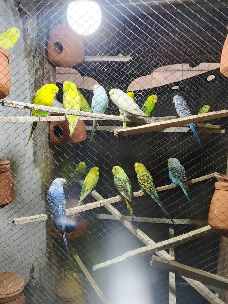 Australian parrot — photo 4