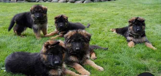 German shepherds puppies