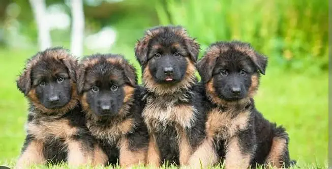 German shepherds puppies — photo 2