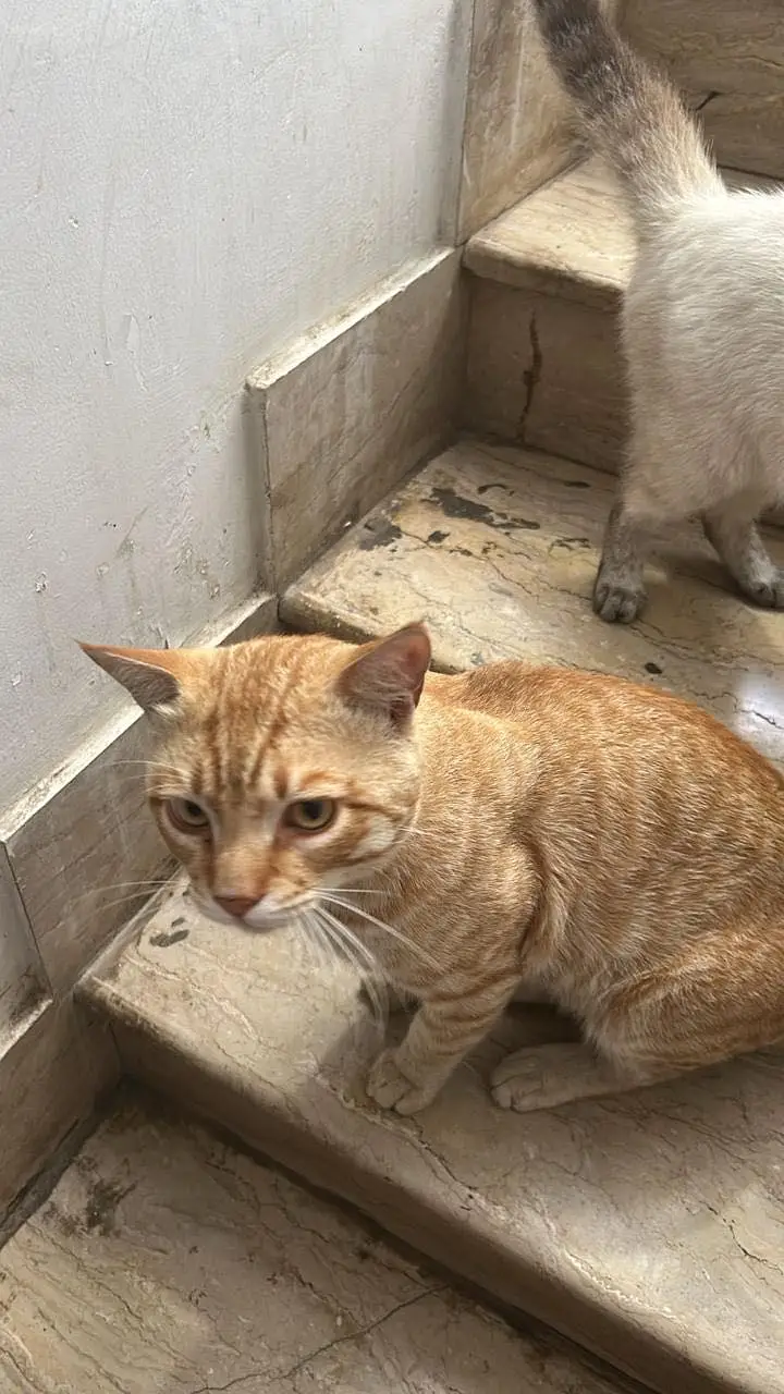 Semi Persian cats kittens for adoption — photo 3