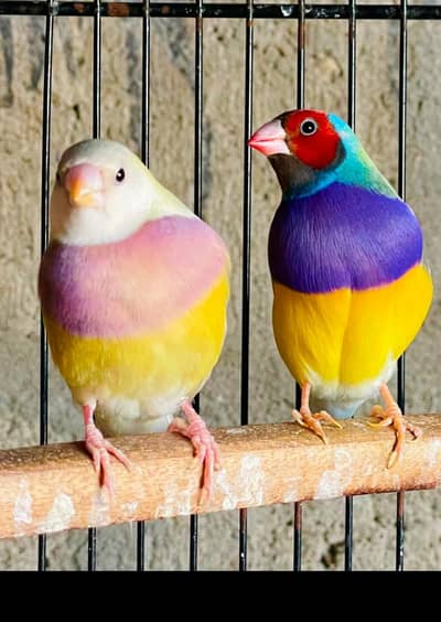 goldeyans confirm split blue pairs