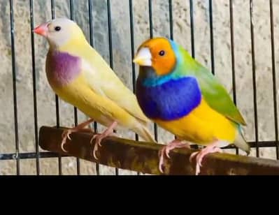 goldeyans confirm split blue pairs