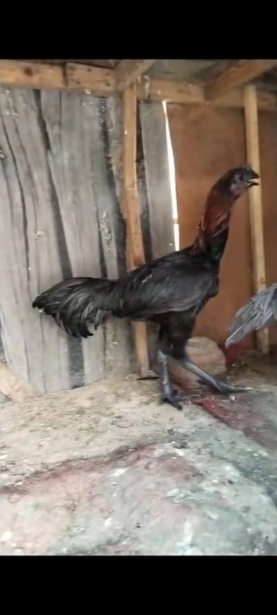 Black skin dragon Tawakal bird home breed