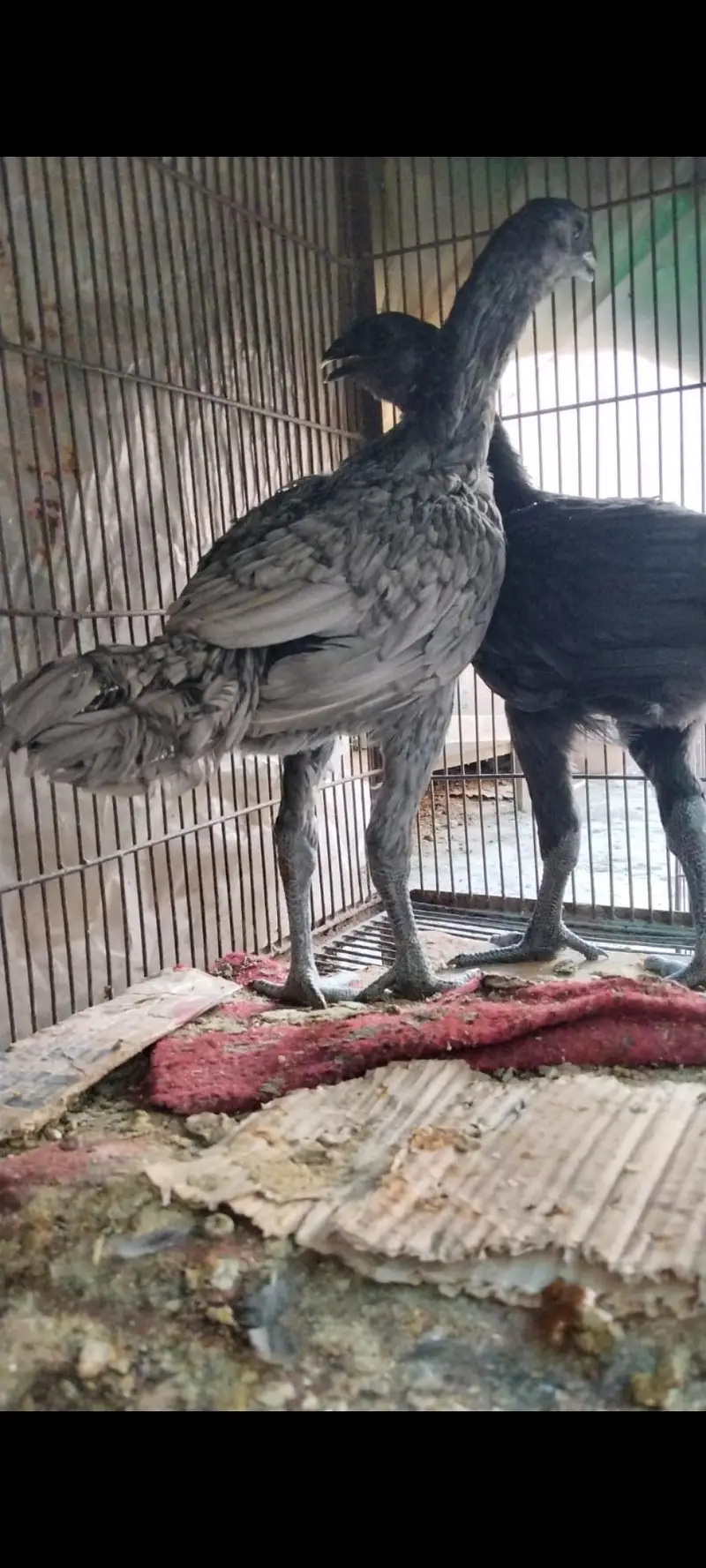 Black skin dragon Tawakal bird home breed — photo 2