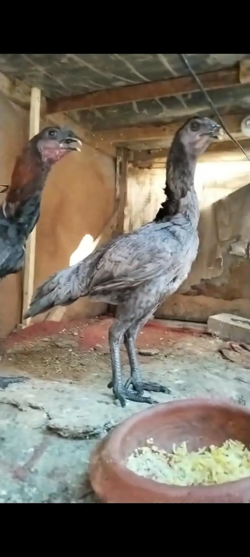 Black skin dragon Tawakal bird home breed — photo 3