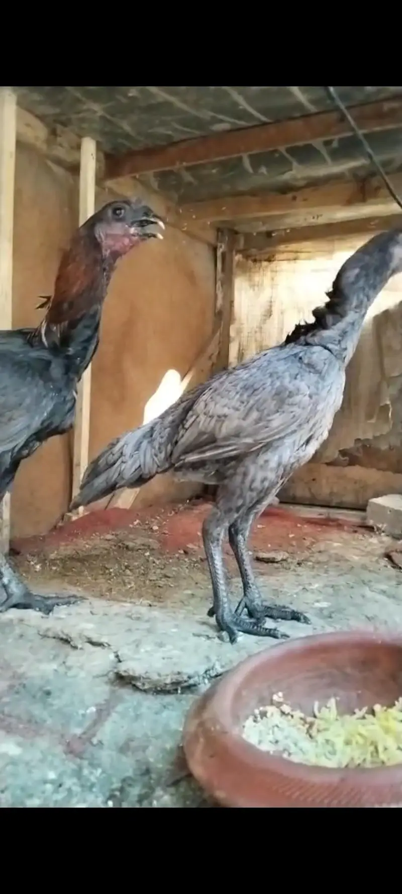 Black skin dragon Tawakal bird home breed — photo 4