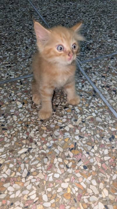 Persian cat bady