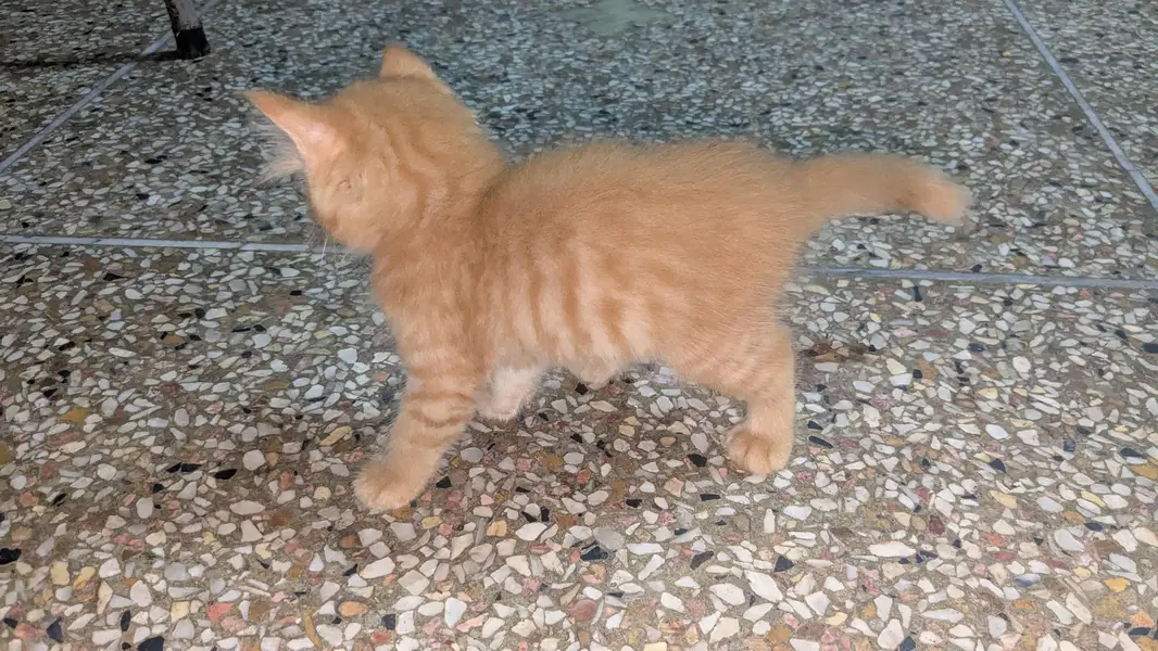 Persian cat bady — photo 2