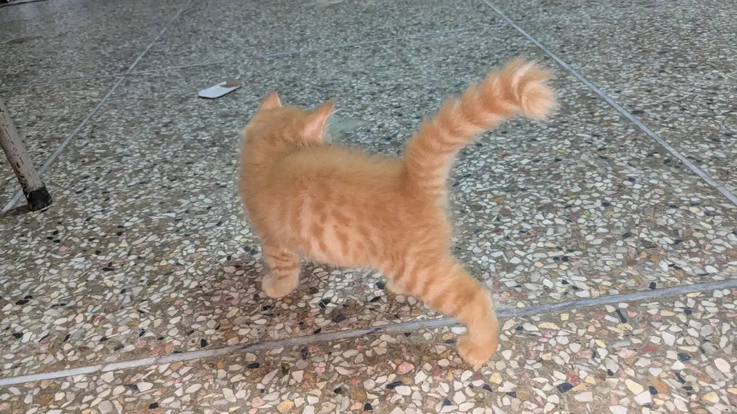 Persian cat bady — photo 3