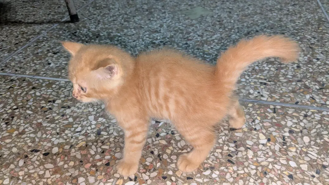 Persian cat bady — photo 4