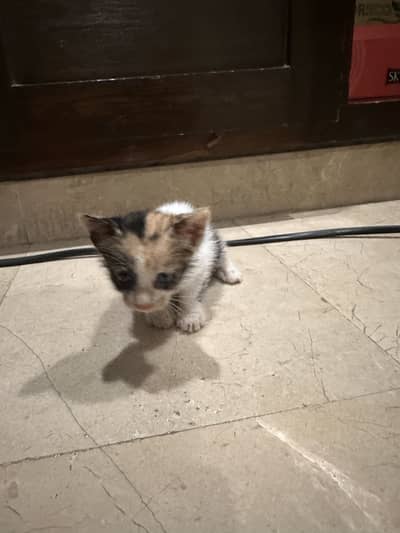 Urgent kitten adoption