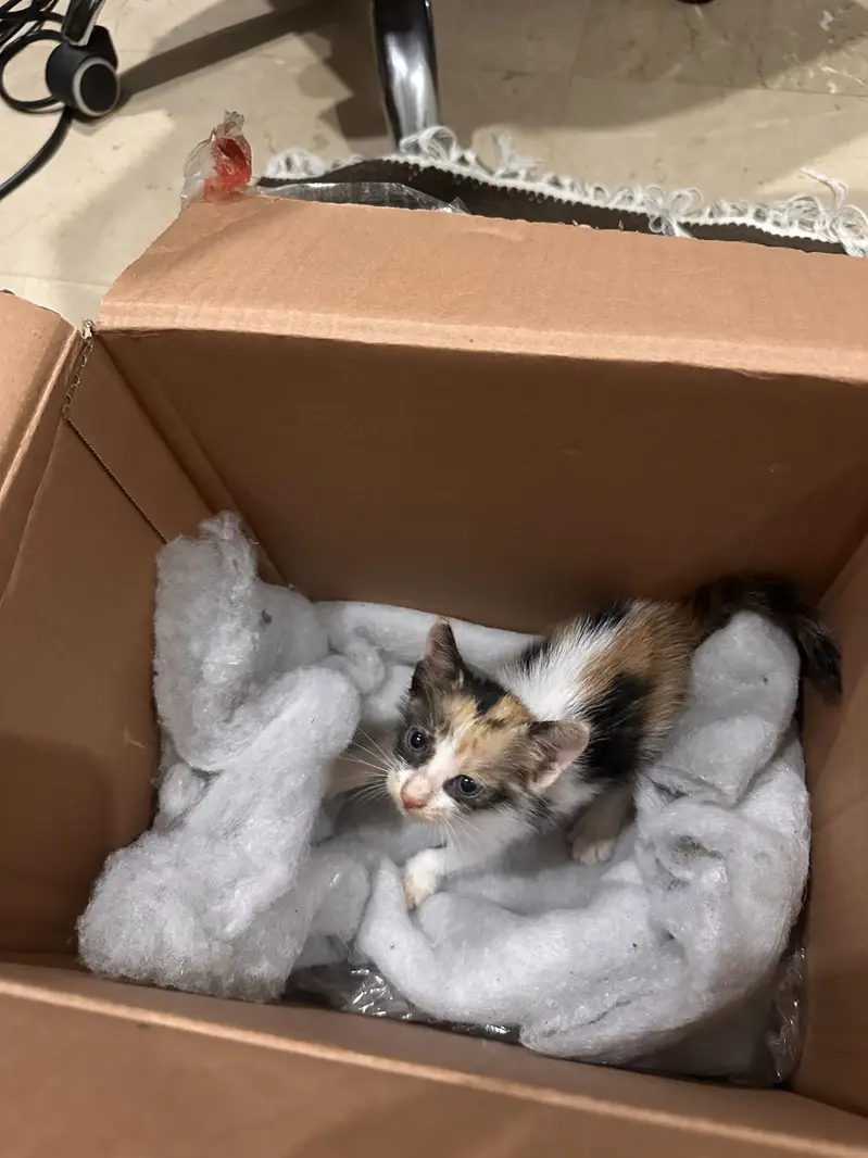 Urgent kitten adoption — photo 2