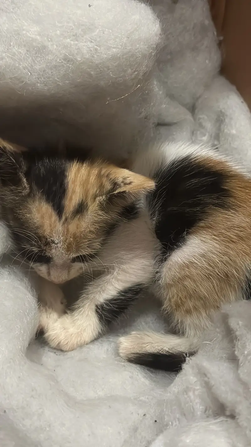 Urgent kitten adoption — photo 3
