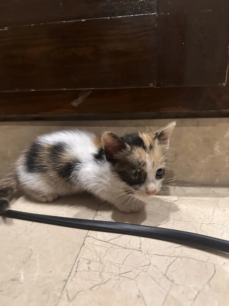 Urgent kitten adoption — photo 4