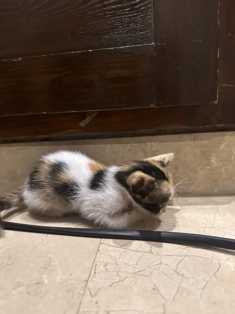 Urgent kitten adoption — photo 5