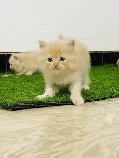 Persian triple  coat Kittens for sale
