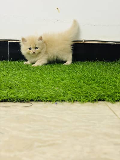 Persian triple  coat Kittens for sale