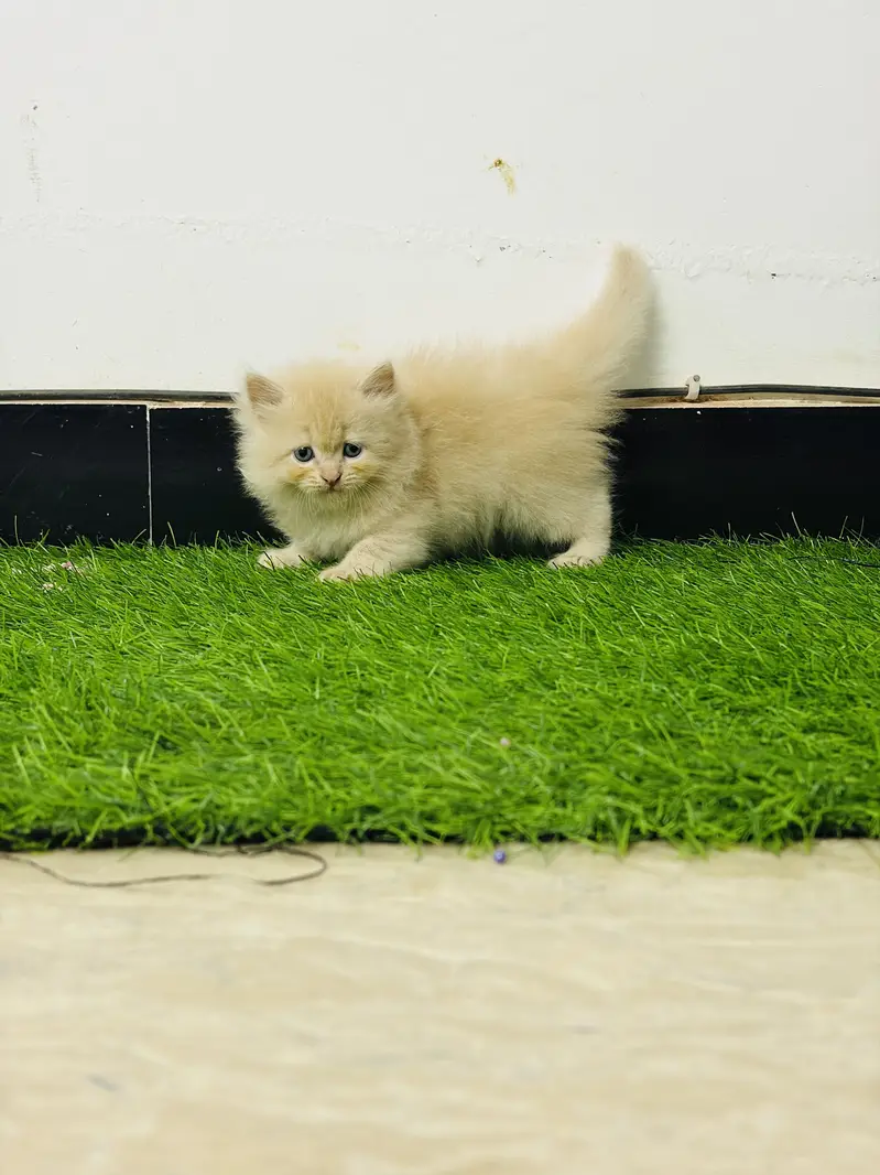Persian triple  coat Kittens for sale — photo 3