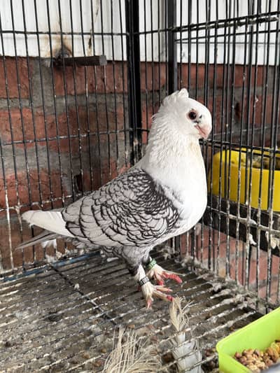 Karbalai Same clutch chicks Or Sentinent Modified Breeder male
