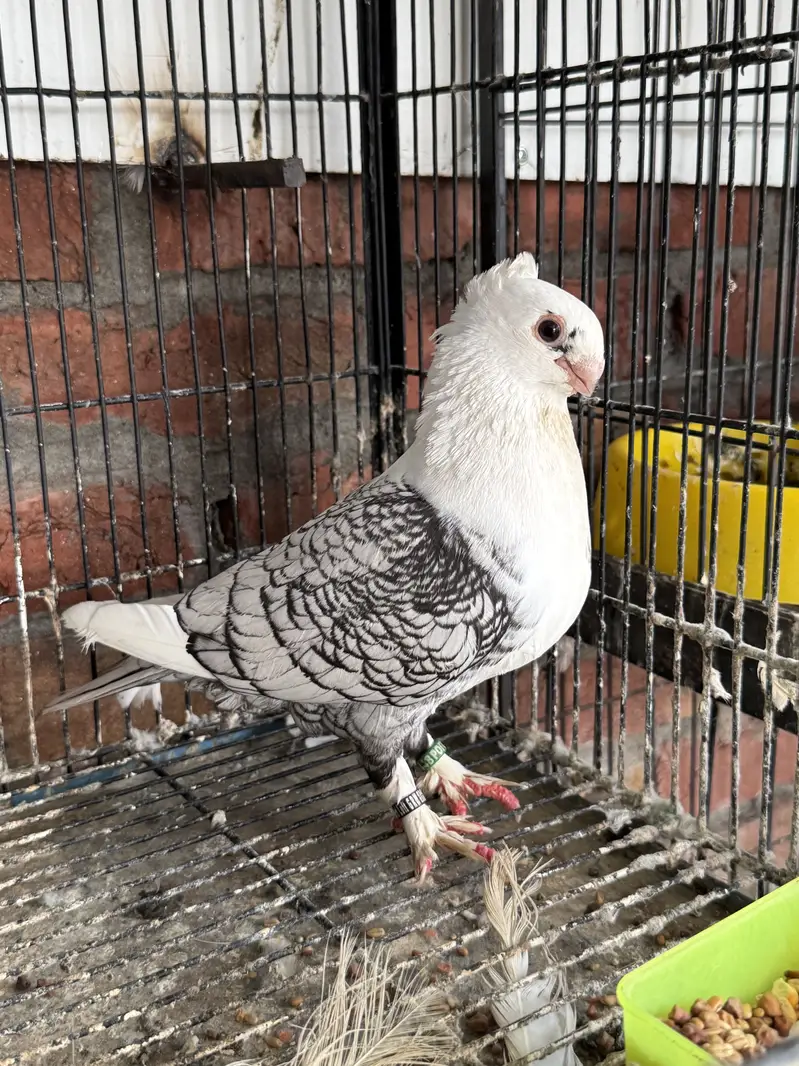 Karbalai Same clutch chicks Or Sentinent Modified Breeder male