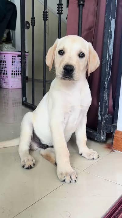 labrador female pup for sale 03124344484