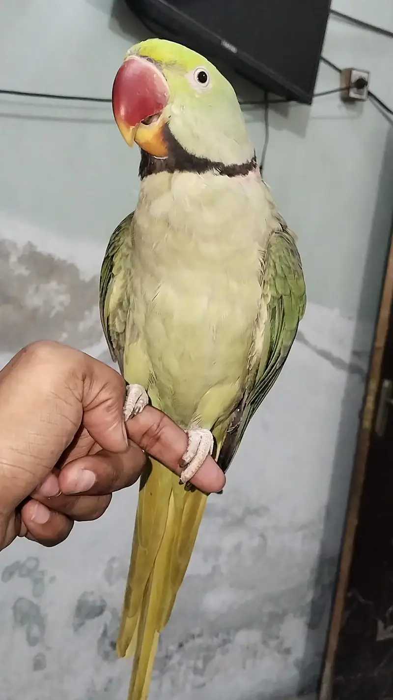 Raw hand tamed 0 bite male — photo 8
