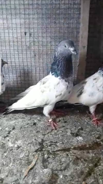 Sialkoti sabz cheny mix parvazi kabotar for sale
