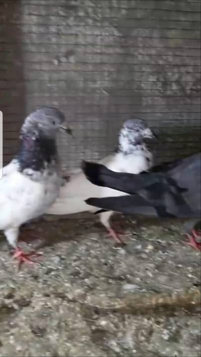 Sabaz chenay Sialkoti mix parvazi kabotar for sale.