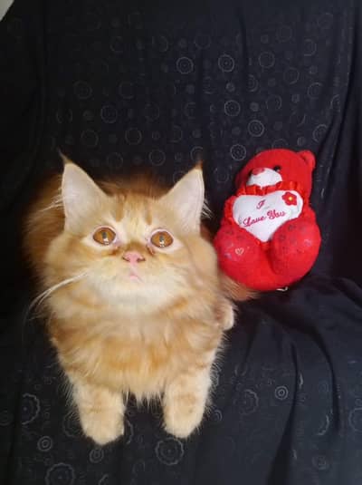 persian kitten looking for a new home
