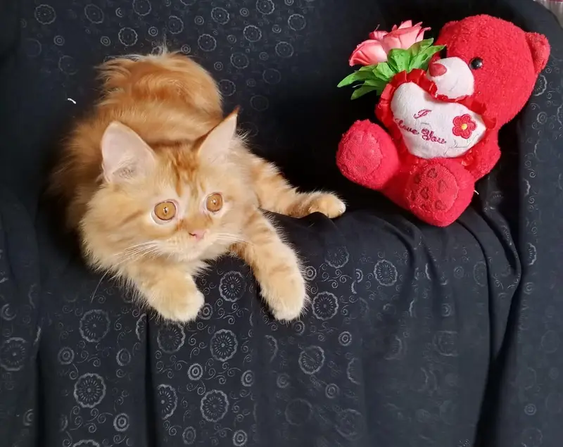 persian kitten looking for a new home — photo 2