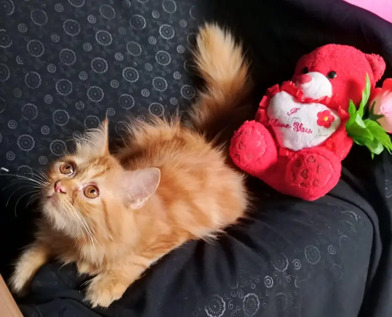 persian kitten looking for a new home — photo 3