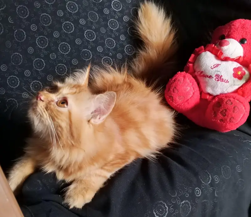 persian kitten looking for a new home — photo 4