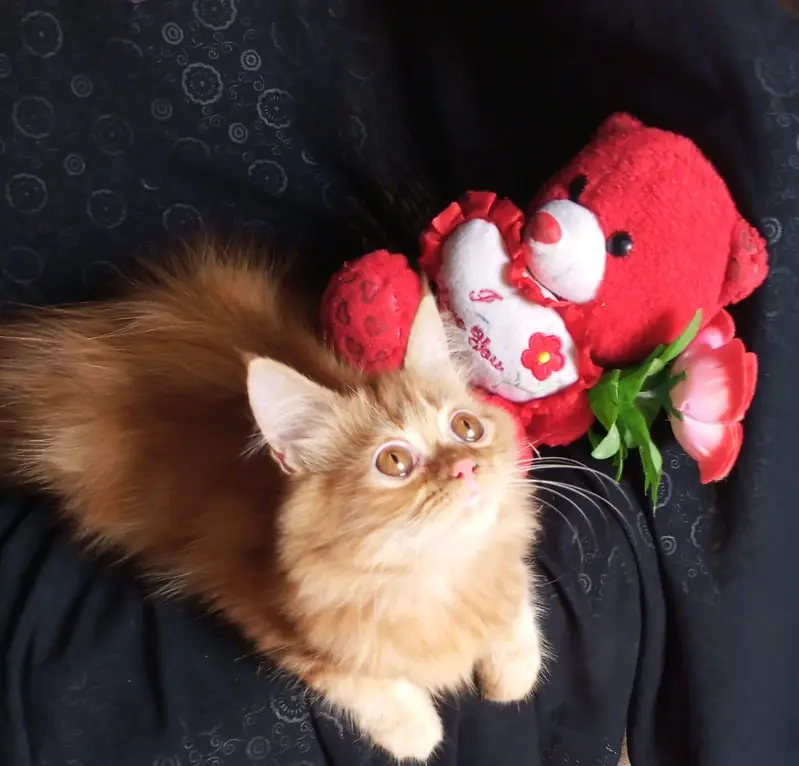 persian kitten looking for a new home — photo 7
