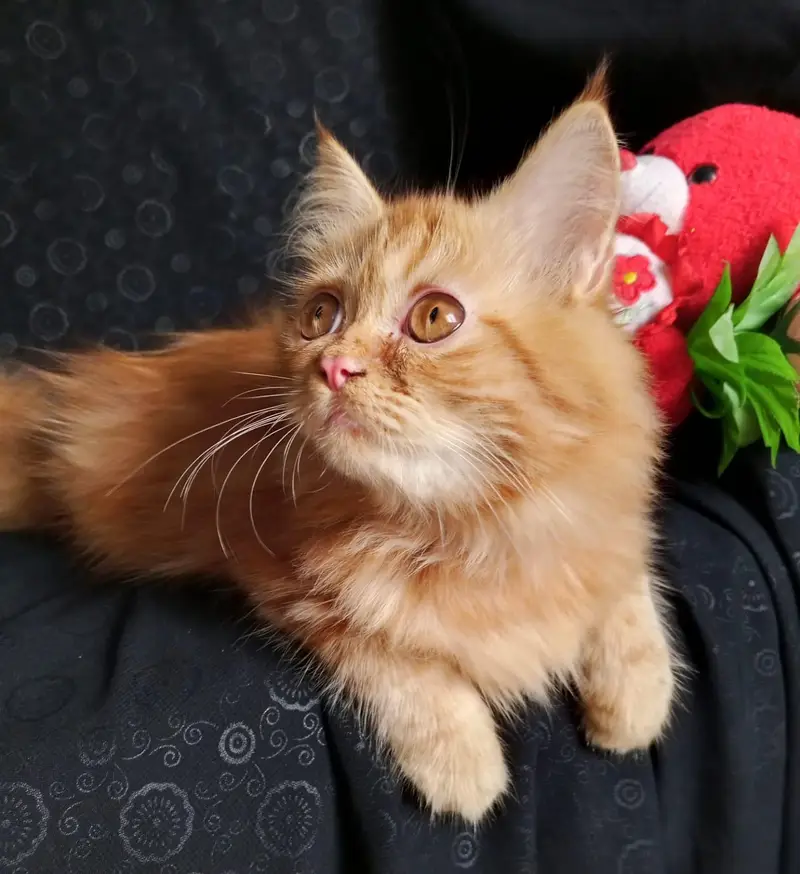 persian kitten looking for a new home — photo 8