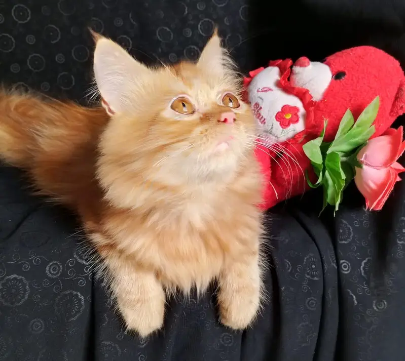 persian kitten looking for a new home — photo 9
