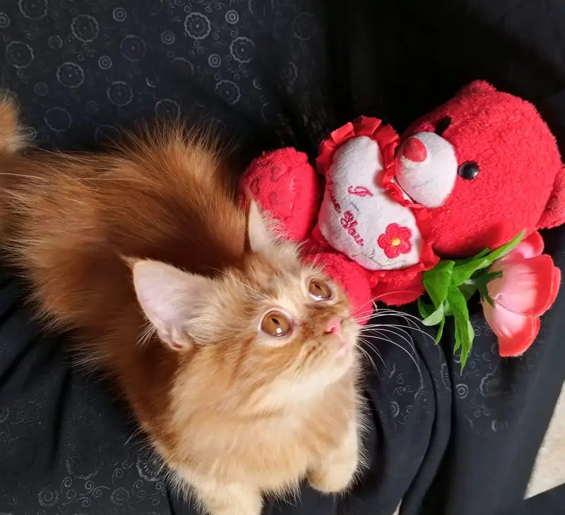 persian kitten looking for a new home — photo 10