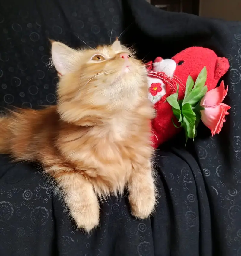 persian kitten looking for a new home — photo 12