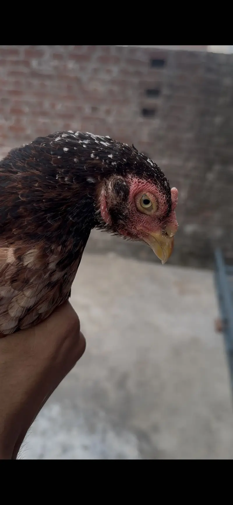 Pakistani high quality madi for sale urgent location gujranwala dlvry — photo 2