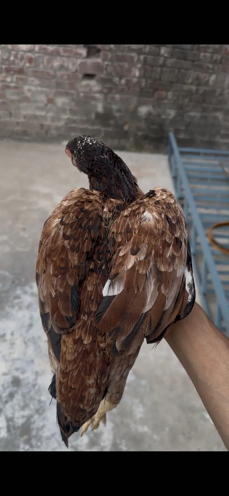 Pakistani high quality madi for sale urgent location gujranwala dlvry — photo 3