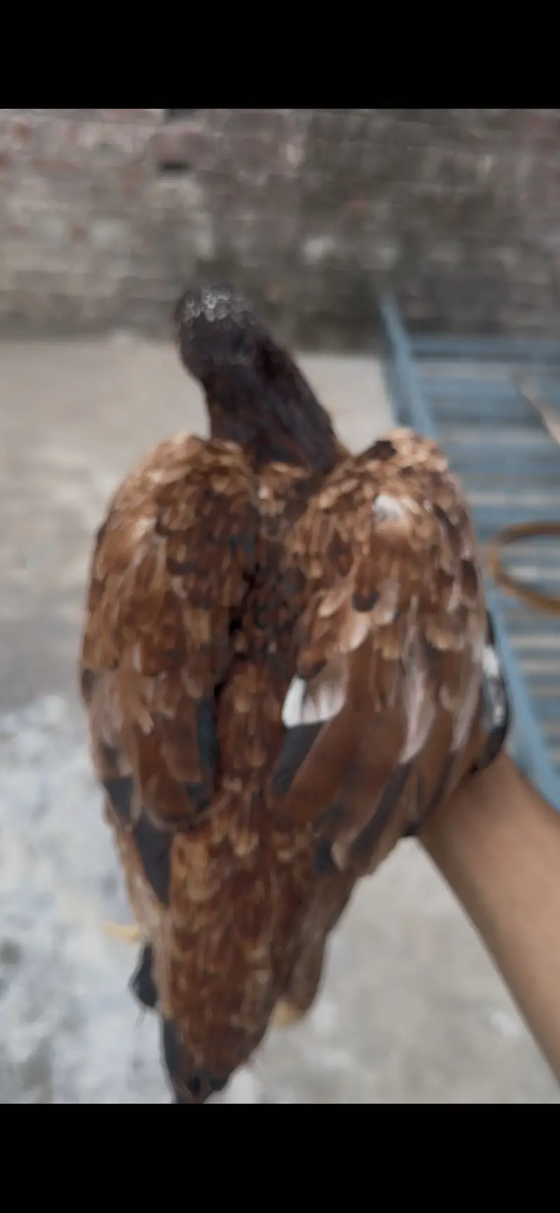 Pakistani high quality madi for sale urgent location gujranwala dlvry — photo 5