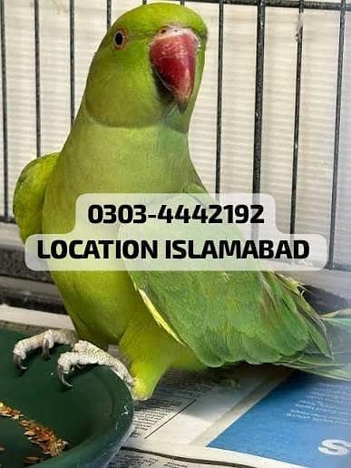 GREEN RINGNECK TAME BREEDER AND MOODY TALKING FRMALE