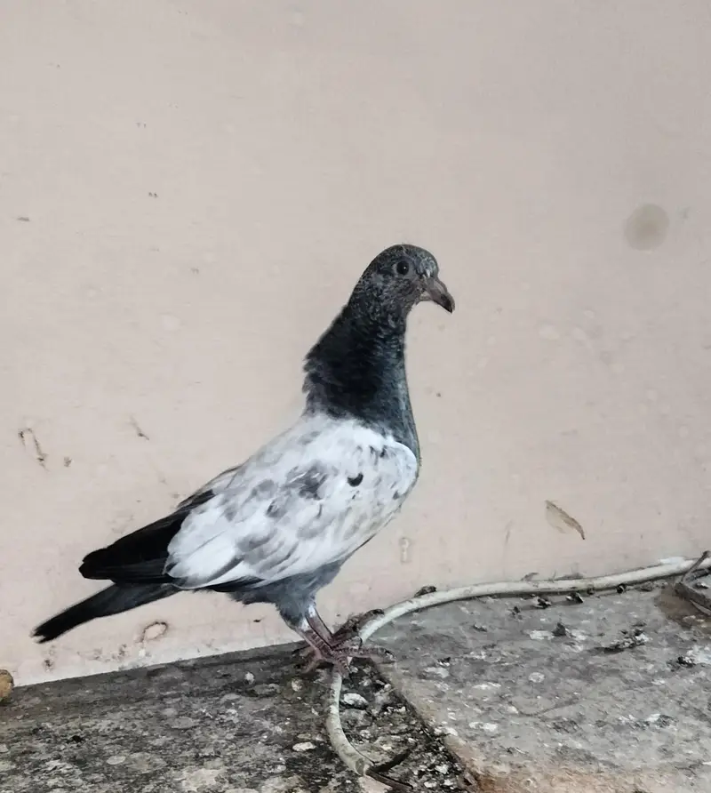 pigeon — photo 4