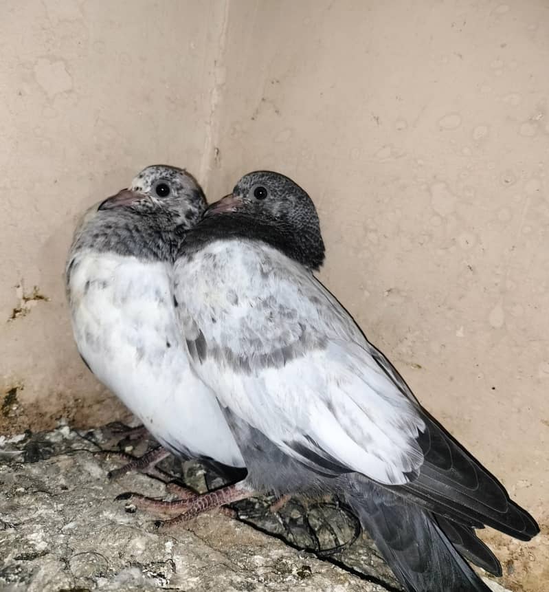pigeon 3