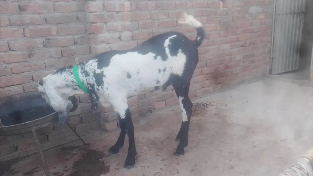 Sahiwal
