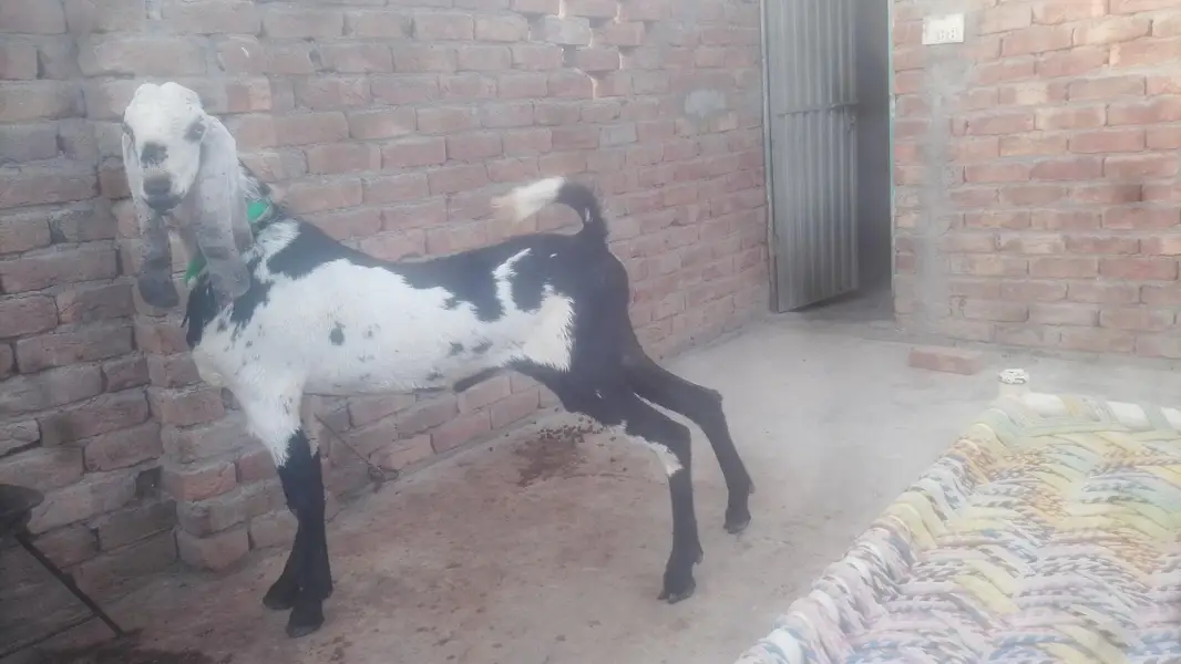 Sahiwal — photo 2