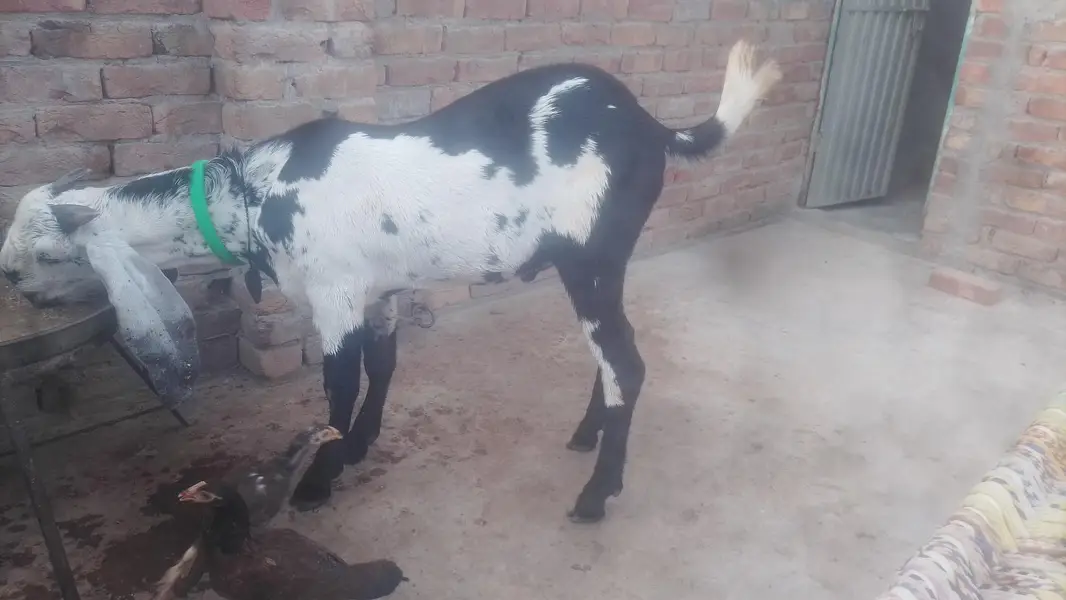 Sahiwal — photo 3