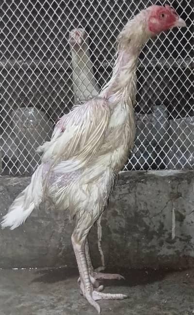 Asli heera hen